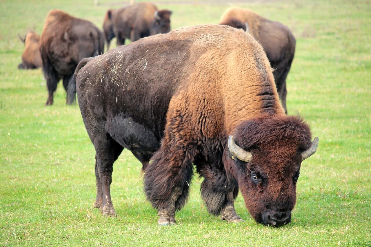 Bull Buffalo