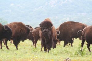 buffalo-1436182_1280.jpg Image